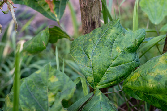 Large Green Sweet Potato Leaf Next to a Wooden Stake