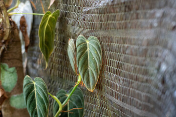 Heart-Shaped Green Leaves Growing Against a Black Woven Net © AnrizStock