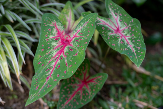 Green Caladium Leaves With Bright Pink Center Veins and Spots