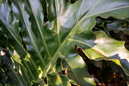 Glossy Surface and Lobed Edges of a Large Tropical Green Leaf