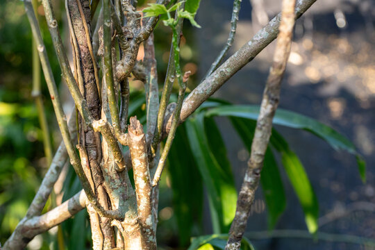 Close Up of a Branching Textured Tree Trunk With Grey Bark