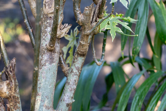 Textured Grey Bark on a Small Tree Branching Outward
