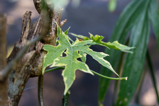 Small Variegated Lobed Leaf Growing Near a Rough Tree Trunk