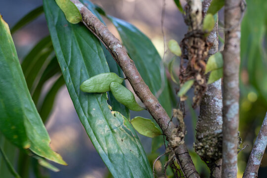 Small Oval Green Leaves Growing on a Climbing Vine
