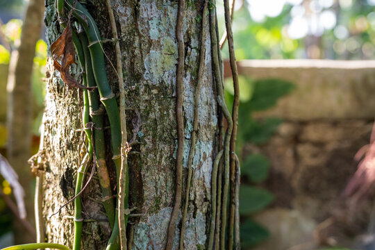 Green Vines and Brown Roots Climbing a Rough Tree Trunk