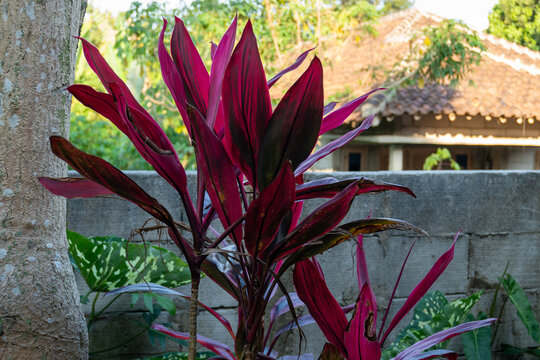 Tall Dark Red Tropical Plant Beside a Grey Concrete Wall