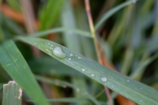 Large Water Droplet Resting on a Flat Green Grass Blade