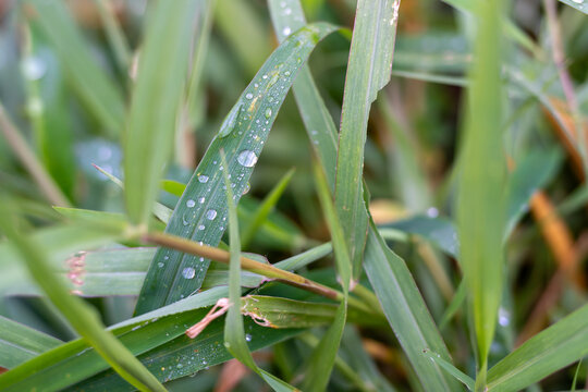 Close Up of Water Droplets on Green Grass Blades
