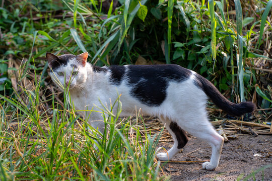 Black and White Cat Standing in Tall Green Grass