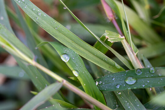 Crossing Green Grass Blades Covered With Tiny Water Drops