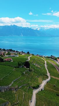 Vertical, aerial: pan drone shot of Cully cityscape, Lavaux terraced vineyards and Lake Geneva during the day in Cully, canton of Vaud, Switzerland