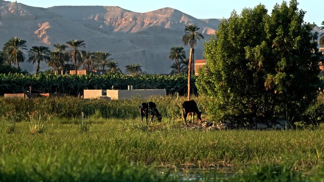 A rural Egyptian landscape showcasing the fertile banks of the Nile region in Luxor. The foreground captures domestic animals grazing in a vibrant green field alongside local crops and trees.