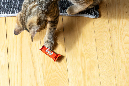 A kitten playing with a Kit Kat bar on the floor.