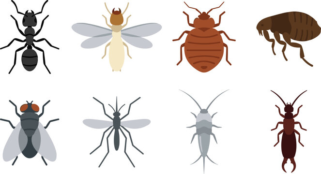 Common Household Pests and Insect Vector Icon Set Featuring Ant Bed Bug Mosquito and Fly