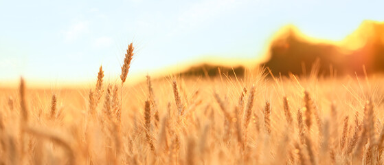 Golden wheat field at sunset with soft focus © Pixel-Shot