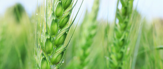 Close-up of green wheat spikes with water droplets © Pixel-Shot