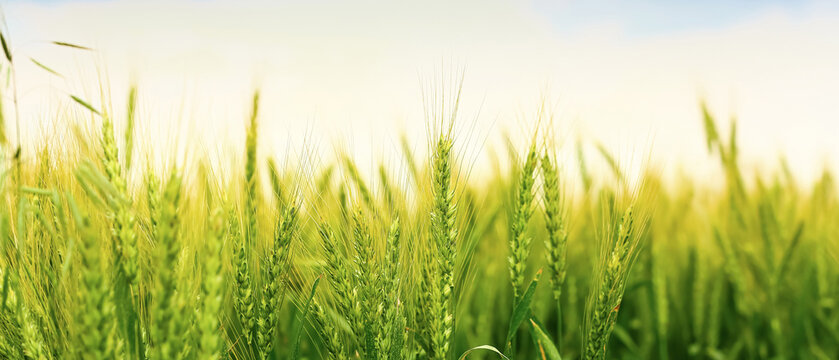 Close-up of green wheat field under clear sky
