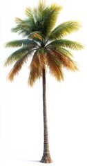 Fototapeta premium tall solitary palm tree with green and golden brown fronds and a slender textured trunk against a bright white background, evoking calm tropical serenity