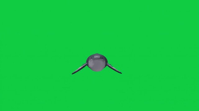 4 Whale Front View Camera Pass Animation Pack &ndash; Solo, Mother, Pod, Ascending &ndash; Green Screen Overlay Graphic Element