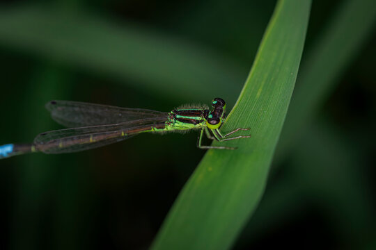 Vibrant green eastern forktail damselfly Ischnura verticalis resting on a blade of grass close up macro view against a dark blurred background
