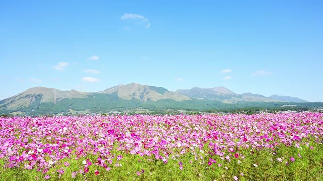 秋晴れの青空の下、大自然の阿蘇五岳に美しく映える鮮やかなピンクのコスモス畑
(南阿蘇村)
A field of vibrant pink cosmos standing out beautifully against the backdrop of the majestic Aso Five Peaks under a clear autumn sky
(Minamiaso Village)