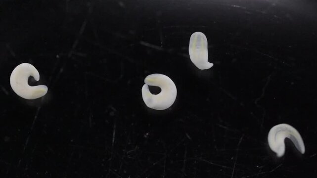 Clinostomum spp. are freshwater flukes with a worldwide distribution and a complex life cycle involving multiple hosts, including snails (intermediate hosts), fish or amphibians (secondary intermediat