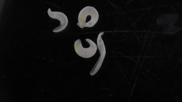 Clinostomum spp. are freshwater flukes with a worldwide distribution and a complex life cycle involving multiple hosts, including snails (intermediate hosts), fish or amphibians (secondary intermediat