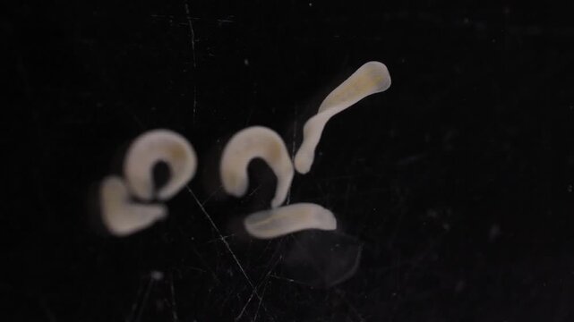 Clinostomum spp. are freshwater flukes with a worldwide distribution and a complex life cycle involving multiple hosts, including snails (intermediate hosts), fish or amphibians (secondary intermediat