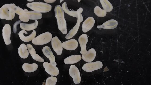 Clinostomum spp. are freshwater flukes with a worldwide distribution and a complex life cycle involving multiple hosts, including snails (intermediate hosts), fish or amphibians (secondary intermediat