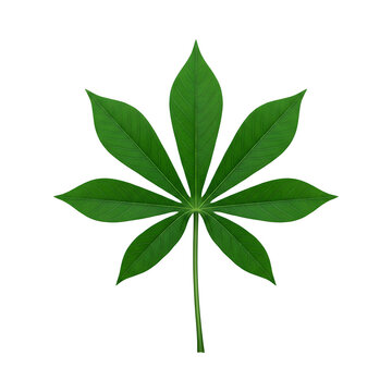 Vibrant Green Palmate Leaf With Seven Leaflets Isolated On White.