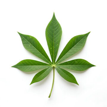 Vibrant Green Palmate Seven Leaflet Plant Close Up.