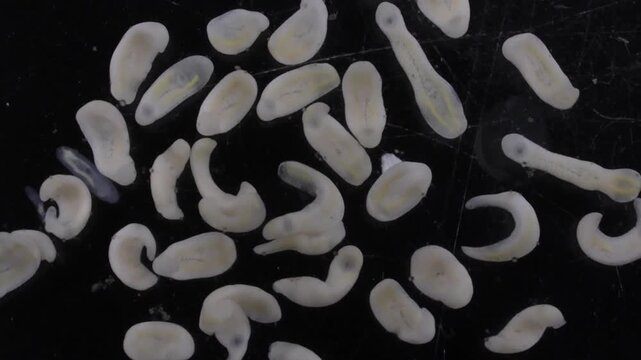 Clinostomum spp. are freshwater flukes with a worldwide distribution and a complex life cycle involving multiple hosts, including snails (intermediate hosts), fish or amphibians (secondary intermediat