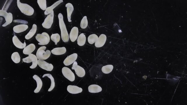 Clinostomum spp. are freshwater flukes with a worldwide distribution and a complex life cycle involving multiple hosts, including snails (intermediate hosts), fish or amphibians (secondary intermediat