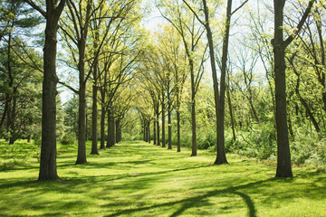 Obraz premium Tree-lined path at St. James Farm Forest Preserve in Warrenville, Illinois