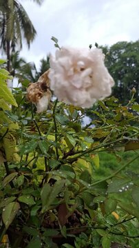 Beautiful pale pink rose blooming in a tropical garden with palm trees, Close up of a white rose bush with raindrops after rain in nature, Delicate rose flower swaying in the wind against a cloudy sky