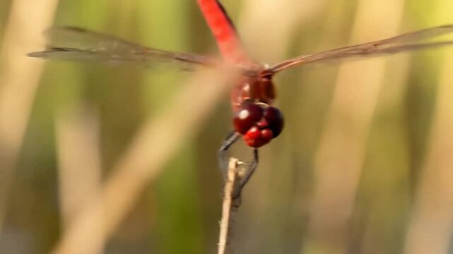 Close-up of a vibrant red dragonfly perched on a plant stem