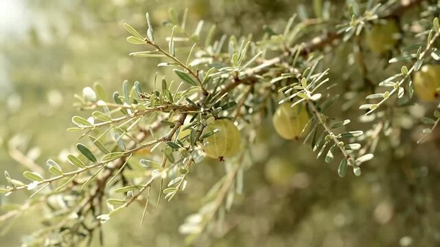 Close-up of Arbutus Unedo Fruit on Green Bush in Nature