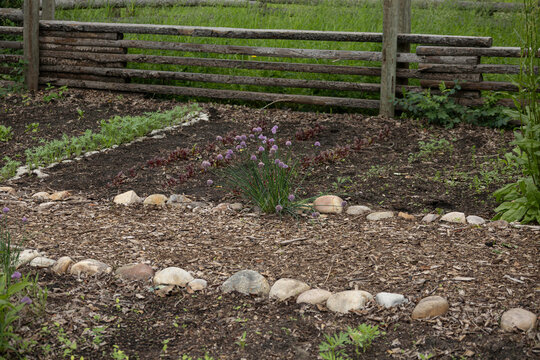 Rustic Herb Garden with Flowering Chives and Wooden Fence