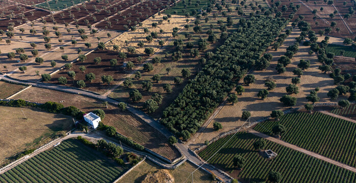Aerial view of Parco Archeologico di Egnazia featuring vast olive groves, agricultural fields, and rural roads in the countryside of Fasano, Puglia, Italy.
