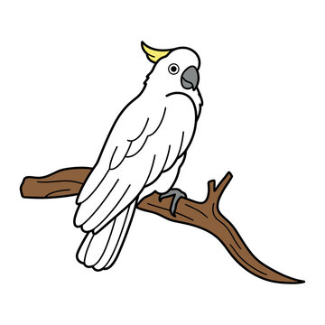Sulfur-Crested Cockatoo