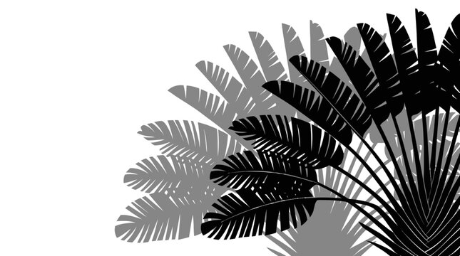 Minimalist black and white tropical palm leaves silhouette on white background. Vector Illustration