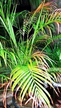 Close up of wet green areca palm leaves in the rain at night