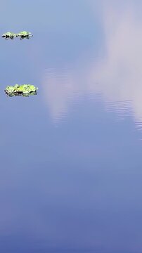 Aquatic Plants Floating On Calm Pond Water With Mirror Reflection - 4K Vertical