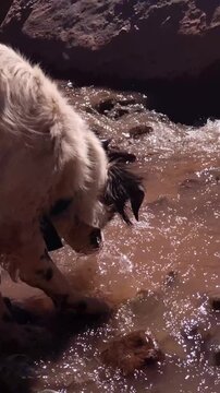 Side View Of White Dog Drinking From Small Brook Outdoors Argentina - Vertical 4K