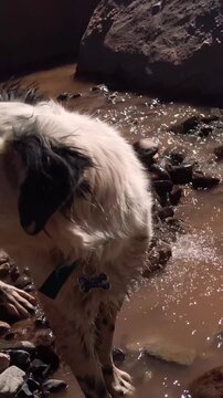 Close Up Of Domestic Dog Next To Creek Water In Andes Mountains - Vertical 4K