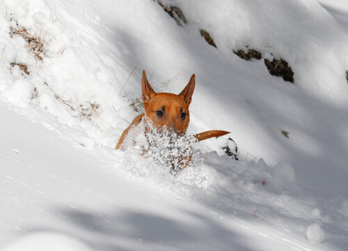 Red mini bull terrier dog playing in the snow