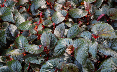 Obraz premium A closeup, full-frame shot of a dense bed of foliage. The glossy leaves feature a rich, deep bronze-green or burgundy hue, with distinct edges and prominent pinkish-red veins from the center.