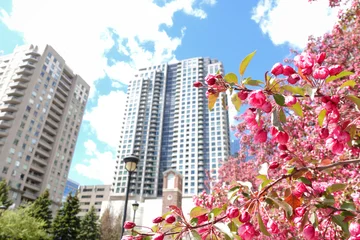 Pink spring blossom in Toronto city environment  © Igor S.