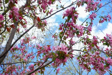 Pink spring blossom in Toronto city environment  © Igor S.