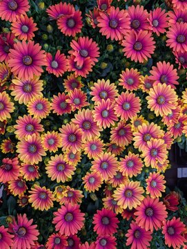 A colorful background featuring asters&mdash;a floral background. A macro shot for design purposes: flowers in the foreground with a blurred background. A sunny day.